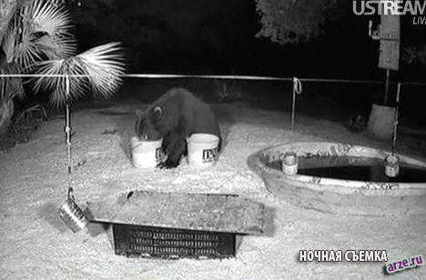 Ночная съемка посещения медведя
